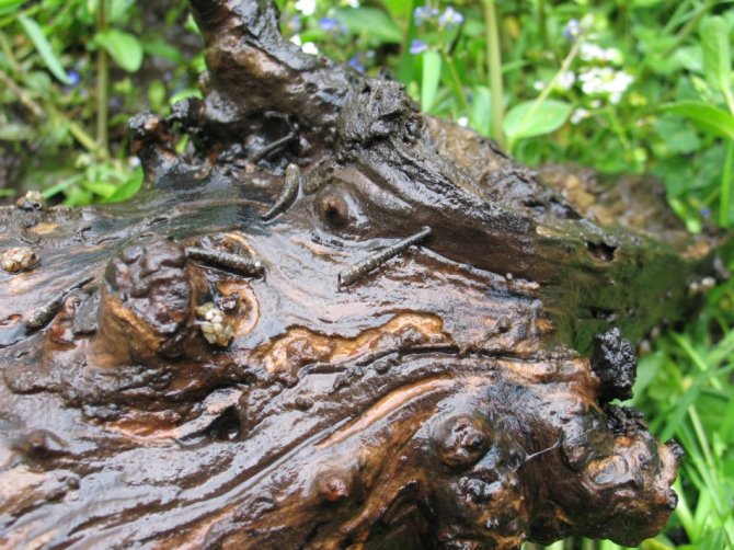 Kokers van de kokerjuffer op een stuk hout (Bron: Ralf Verdonschot)