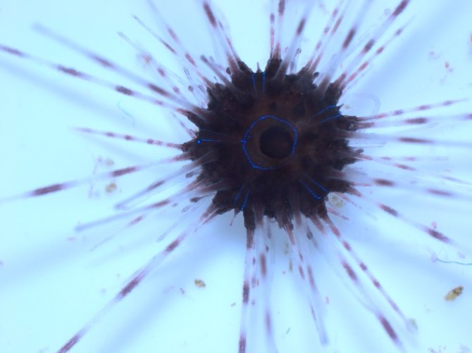 Juvenile Diadema sea urchin with black and white spines (adults have black spines only) with clear blue reflective lines around the anus and across the body.