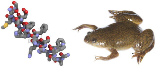 Fig. 1- Maginin 2 (left) is one of the many antimicrobial peptides found on the skin of Xenopus frogs (right) 