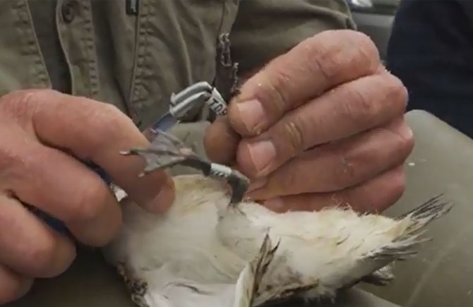 De kleurringen zijn helder wit, met zwarte inscriptie: T00 tot T99 (klik voor vergroting).