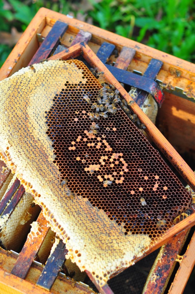 Het restant van een zwaar besmet bijenvolk eind november. Slechts enkele bijen zijn nog in leven.