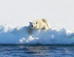 A Polar bear watches Polarstern passing by (Photo: Susanne Kühn)