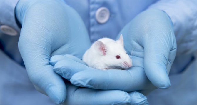Read the story: An alternative to animal testing