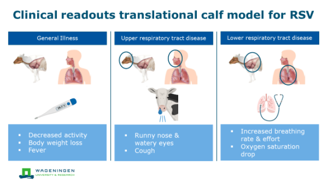 Clinical readouts translation calf model for RSV