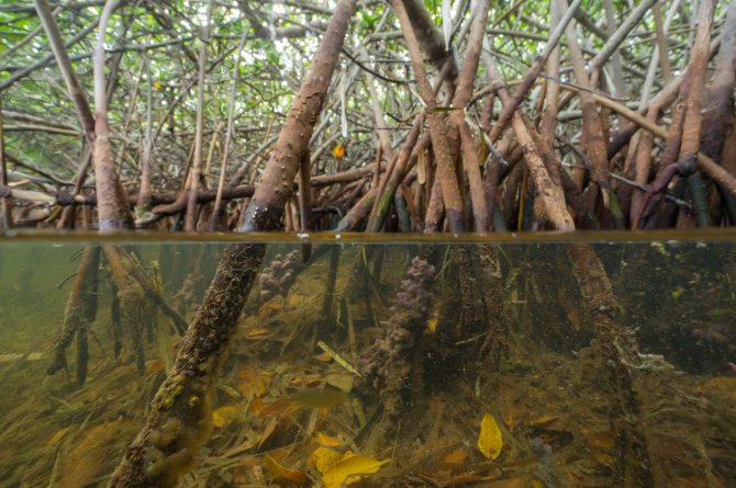 In a Dutch consortium, together with the Indonesian government and partners, researchers of Wageningen University & Research developed an innovative approach for mangrove restoration. Photo: Reindert Nijland