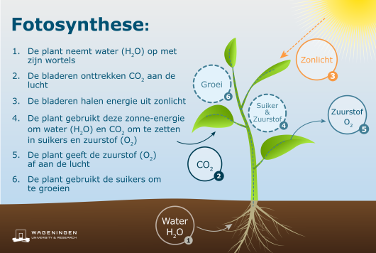 Hedendaags Fotosynthese, de groene motor voor een duurzame wereld - WUR VQ-27