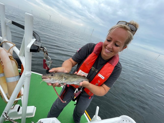 Sophie Neitzel (WMR) catches cod in the Borssele wind farm which are then given a transmitter to learn more about their behaviour. 