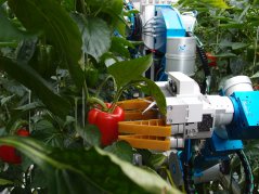 Robot harvests peppers