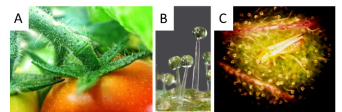 Plant-insect relationships: A: trichomes on tomato plant. B: glandular trichomes. C: microscopy image of tomato leaf with a thrip attached to glandular trichomes.