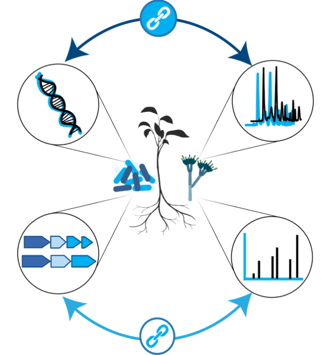 Het Paired Omics Data Platform koppelt genomics data aan metabolomics data van bacteriën, schimmels en planten(boven). Ook kunnen links tussen specifieke genen en de metaboliet-structuren die eruit voorkomen alsmede hun mass spectra worden vastgelegd (beneden).