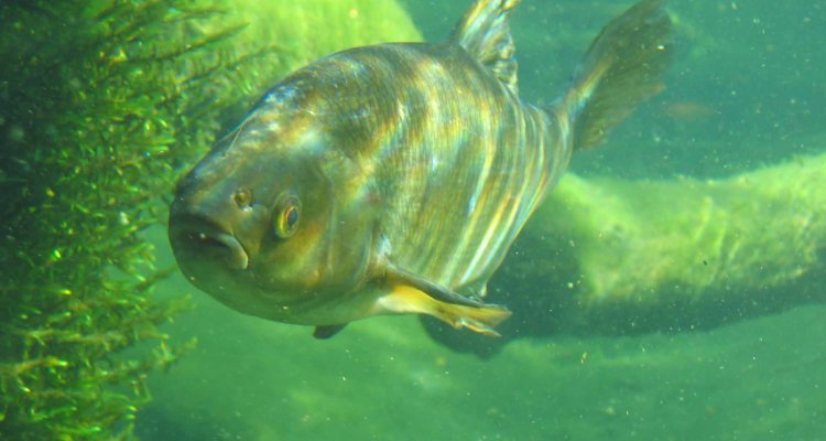 Freshwater fish ecology