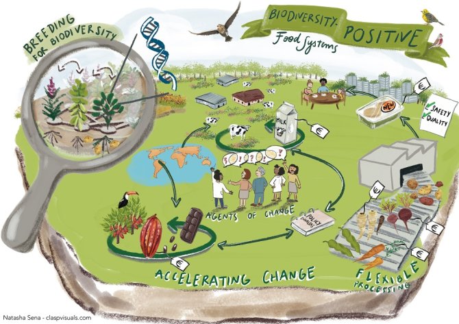 Infographic over biodiversiteitspositieve voedselsystemen. Het is een landbouwlandschap met links een vergrootglas boven gewassen, met de tekst 'Breeding for diversity'. In het midden staan mensen en cirkels, die staan voor 'Acceleration for change'. Rechts staat een fabriek met geoogste gewassen aan een lopende band, veiligheidsvinkjes en consumenten die een maaltijd nuttigen. De tekst luidt: "Flexibele verwerking". Deze visual is gemaakt door Natasha de Sena, claspvisuals.com