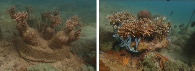 Coral on artificial reef structure (left), and its incorporation in the seascape after 3-4 years (right). Photo: Dr. R. Osinga.