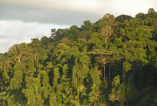 Indonesisch bos in Papua (Credits Douglas Sheil)