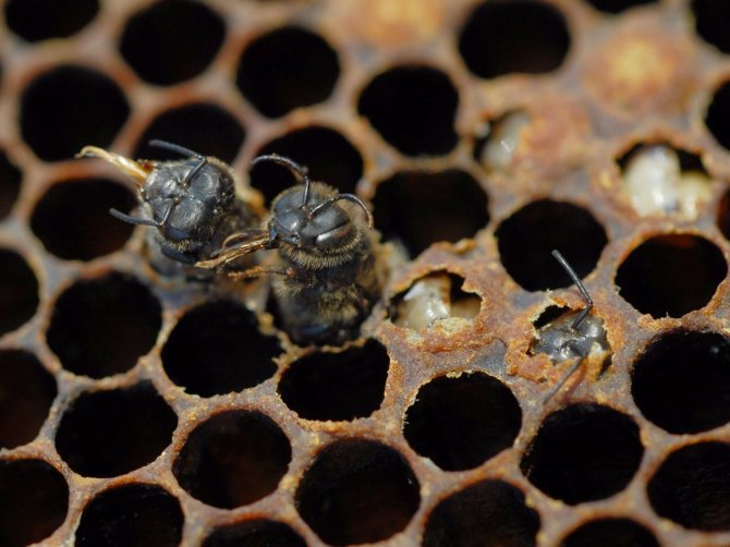 Volgroeide jonge bijen in een zwaar besmet volk kunnen als gevolg van een varroa en virusbesmetting niet meer uit de broedcel kruipen.