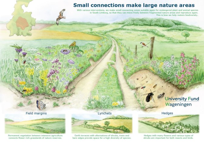 Biodiversity illustration