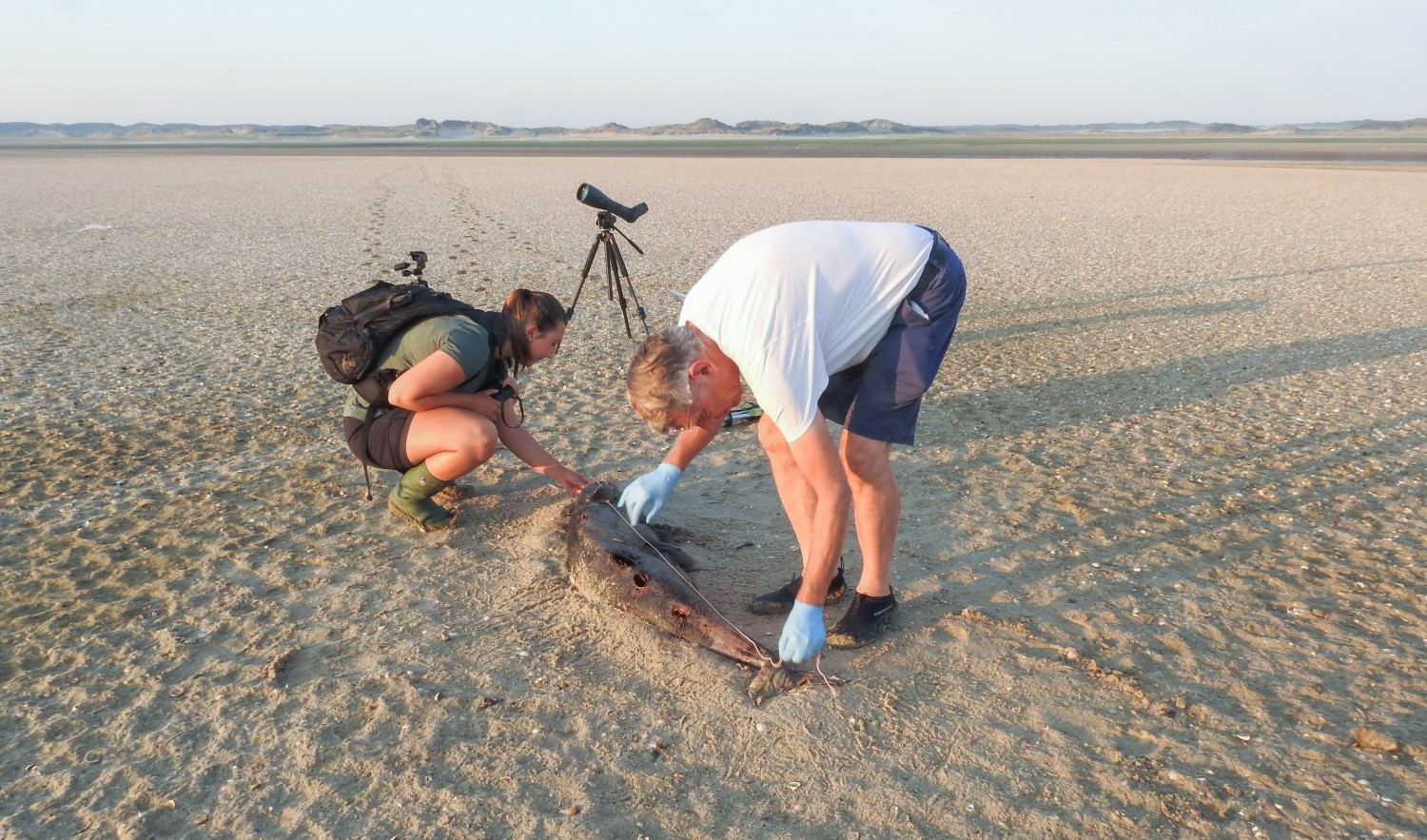 Een aangespoelde bruinvis in De Slufter op Texel, dat pas na een week werd gevonden. Mardik en zijn collega’s vinden later tijdens het maagonderzoek in het lab restanten van forse makrelen. Foto: Wiske Overmaat