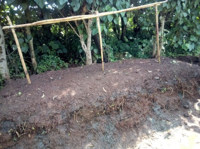 Compost preparation by farmers using the heap method. The perforated bamboo tubes are used to sense the heat level in the compost.