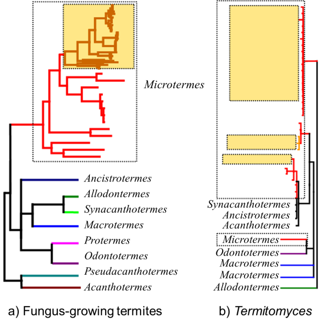 Representation of the phylogeny of: (A) fungus-growing termites, showing monophyly of the Malagasy clade (in yellow boxes) and (B) Termitomyces, where Malagasy symbionts are shown to belong to three different clades.  The gathering of Termitomyces spores by fungus-growing termites seems to be a selective process, as suggested by the observed patterns of co-evolution. It remains to be tested how this selectivity occurs.