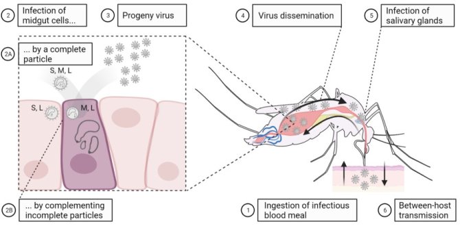 Illustratief model dat de potentiële bijdrage van de incomplete virusdeeltjes aan de transmissie tussen gastheren beschrijft (illustratie gemaakt met BioRender.com).