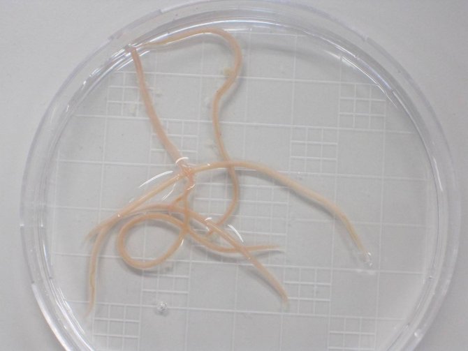 Intestinal worms found in free-range biological chickens 