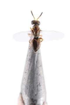 Nasonia vitripennis female on lead pencil