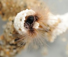 Sandcastle worms are able to build a protective shell, using adhesion proteins as a glue. 