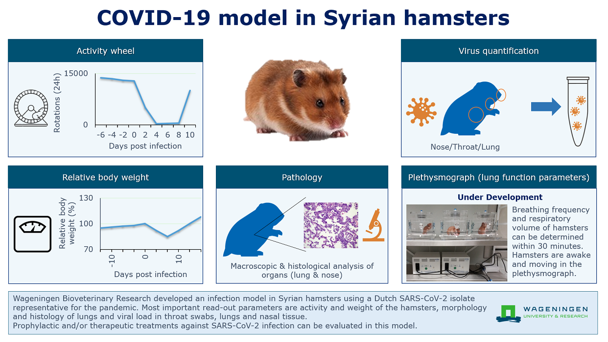 Hamsters in medical research