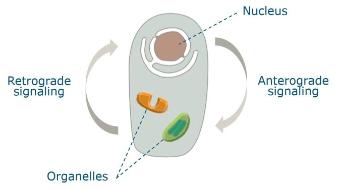 Figure 1. Schematic representation of a plant cell. The arrows indicate the signalling pathway in place to facilitate cyto-nuclear interactions (Figure adapted from Alberts, et al. (2010) Essential Cell Biology, New York, Garland Science)
