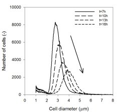 Fig. 1a. Changing cell size in algae cultures during a 24 hour period. From early morning to late afternoon, the number of bigger algae cells steadily increases.