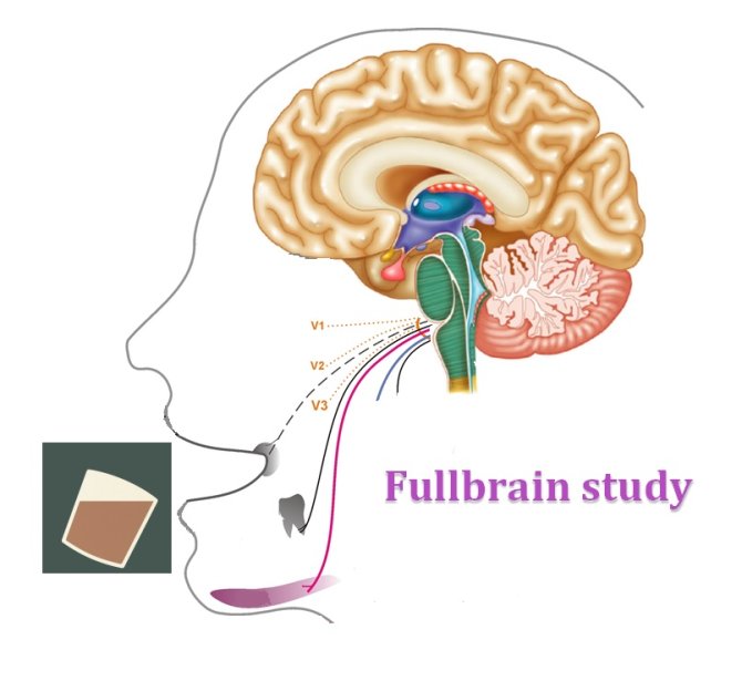 Fullbrain study