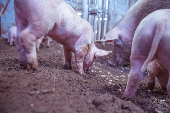 Read the story: Better welfare for pigs