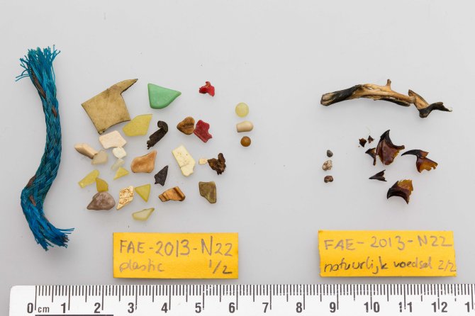 The stomach contents of the Northern Fulmar that was opened during the broadcast: On the left the amount of plastics in the stomach, on the right the remains of a natural diet.