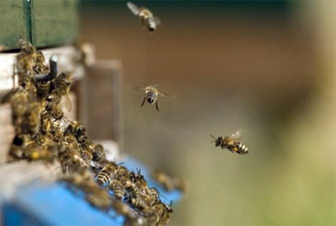 Het vervliegen van bijen is een belangrijke bron van herbesmetting.