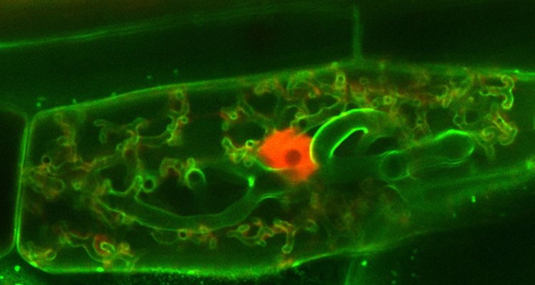 Limpens Group - Molecular development of Arbuscular Mycorrhizal symbiosis