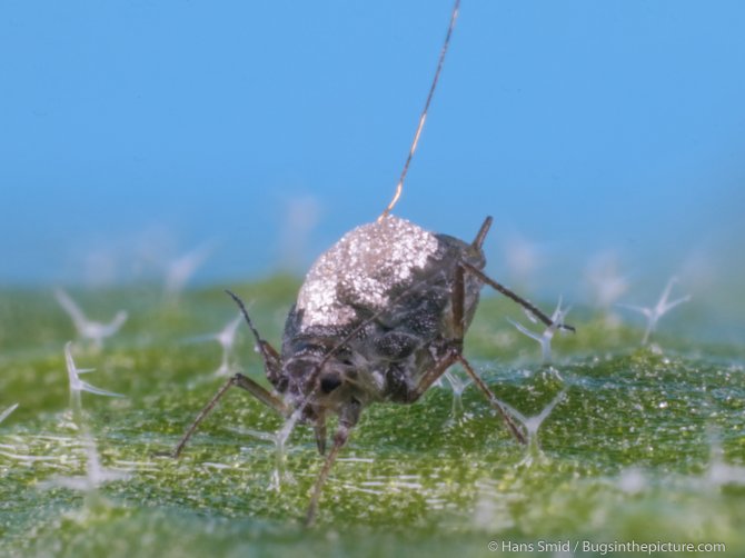 To monitor aphid feeding behavior in great detail, a golden thread connected to recording devices was glued to its back with silver glue.