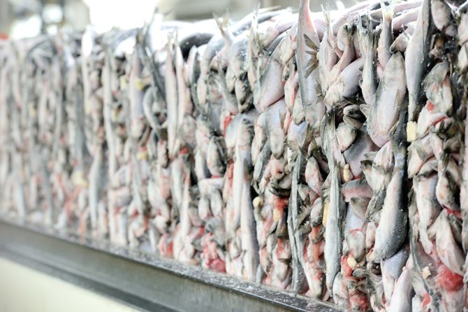 Scientists of Wageningen University & Research study fish from the pelagic fishing fleet for age, weight and sex. This information is used to provide ICES advice on maximum sustainable catches.