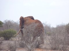 One of the GPS collared bulls in Tsavo