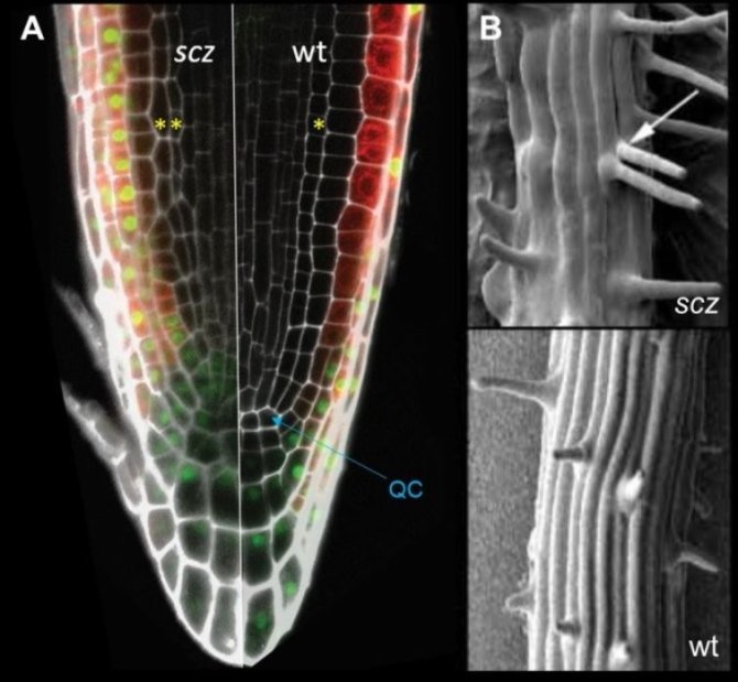 Arabidopsis root patterning  