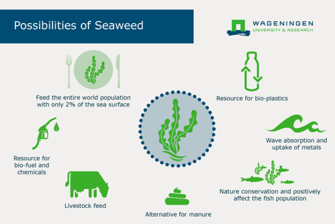 possibilities_of_seaweed.PNG
