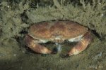 Edible crab - Cancer pagurus - Noordzeekrab