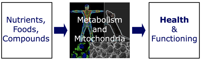 Flowchart of HAPs research focus: we study how nutrients, foods and other compounds affect metabolism and mitochondria, and how this impacts the health and functioning of an organism. 