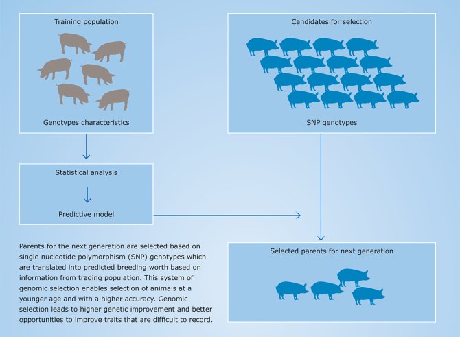 Genomic selection