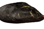 Brachidontes mussel