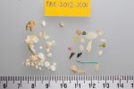 Maaginhoud van juist uitgevlogen jonge Noordse Stormvogel FAE-2012-X01: 40 stukjes plastic, met een gewicht van 0.1959 gram