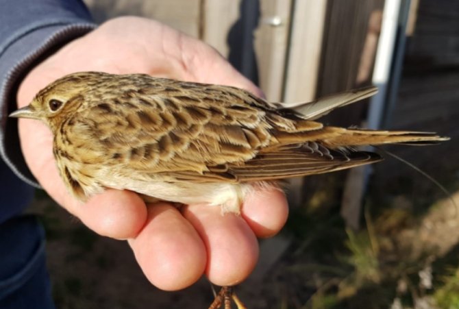 Skylark with coded VHF tag (Photo: Arnold Wijker)