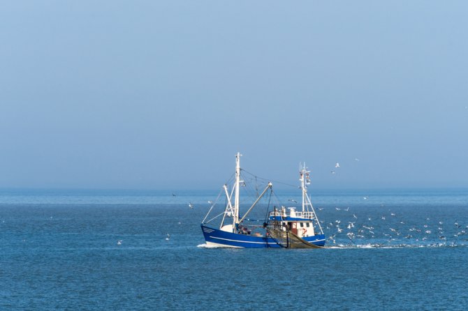 Due to a global increase in the demand for food, fish and shellfish farming have been heavily on the rise and sustainable fishing is needed to secure the world’s food supply. Wageningen Marine Research has the necessary knowledge and investigates the potential for the aquaculture and fisheries sectors to develop sustainable and profitable businesses.
