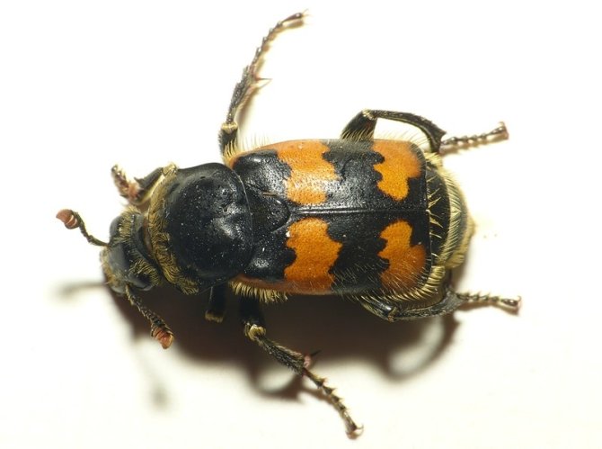 Krompootdoodgraver (Nicrophorus vespillo), beeld: Waarneming.nl, Dick Belgers