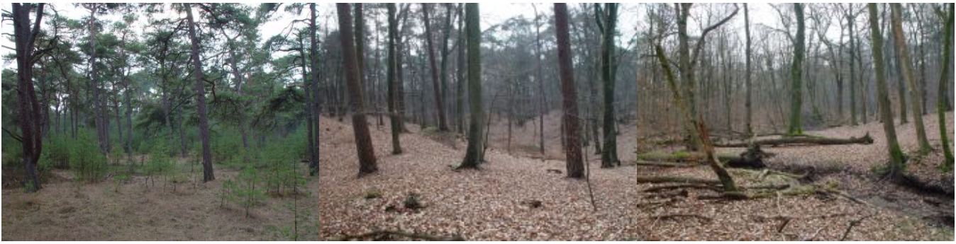 Verschillende bostypen kenmerken De Stille Eenzaamheid: een bijzonder fraai reservaat door de hoogteveschillen in het terrein.