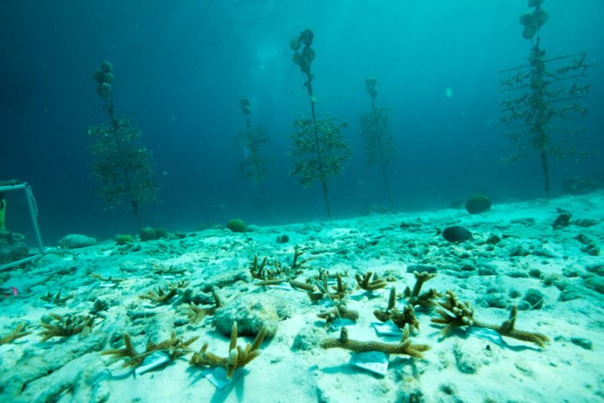 Meesters en collega's zetten stellages neer waarop koraalpoliepen zich kunnen vestigen, om zo de basis te vormen voor nieuwe riffen.